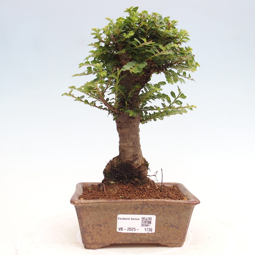 Vonkajší bonsai - Ulmus parvifolia Hokkaido - brest Činski