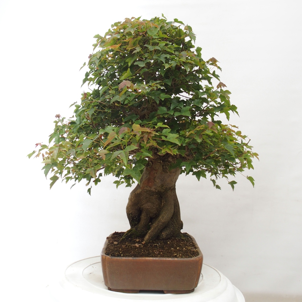 Vonkajšie bonsai - Javor Buergerianum - Javor Burgerův