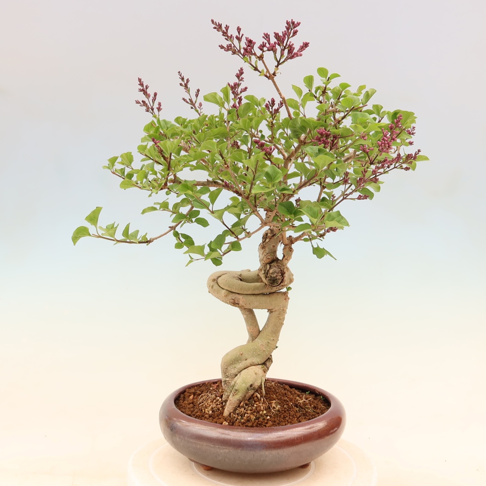Vonkajší bonsaj - Syringa microphylla - drobnokvetý šeřík