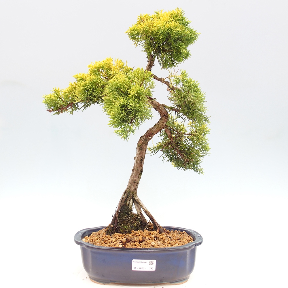 Vonkajší bonsai - Juniperus chinensis plumosa aurea - Borievka čínska zlatá