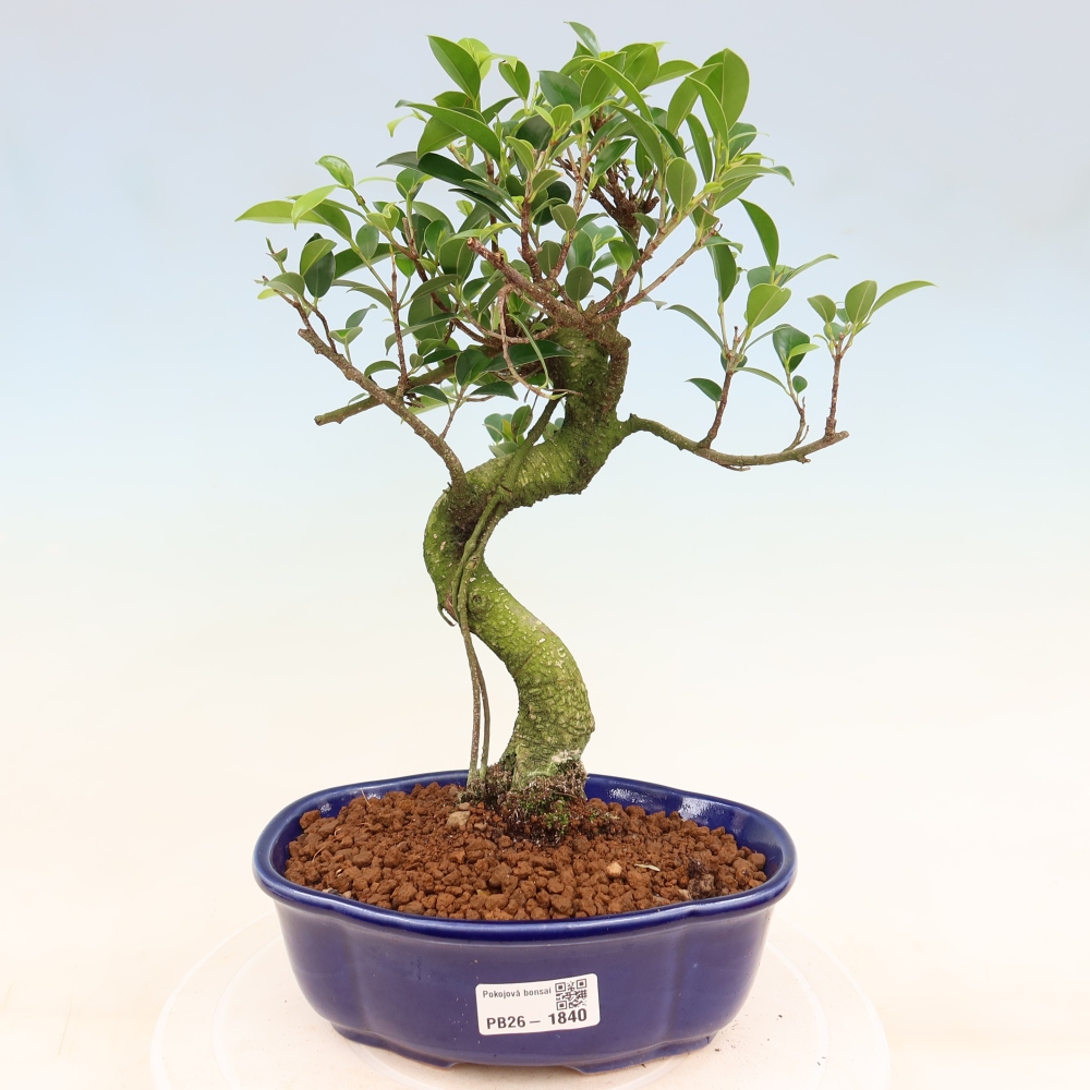 Izbový bonsaj - Ficus retusa - drobnolistý fikus