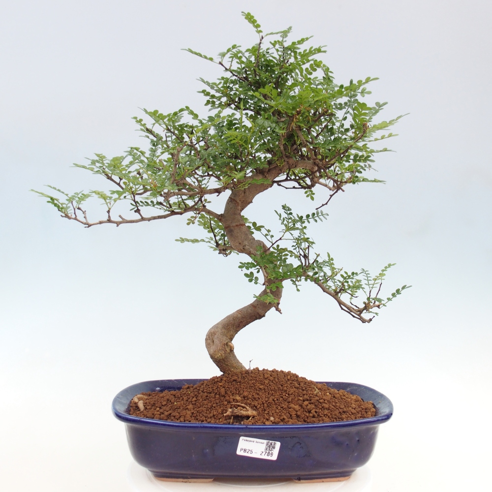 Izbová bonsai - Zantoxylum piperitum - korenistý