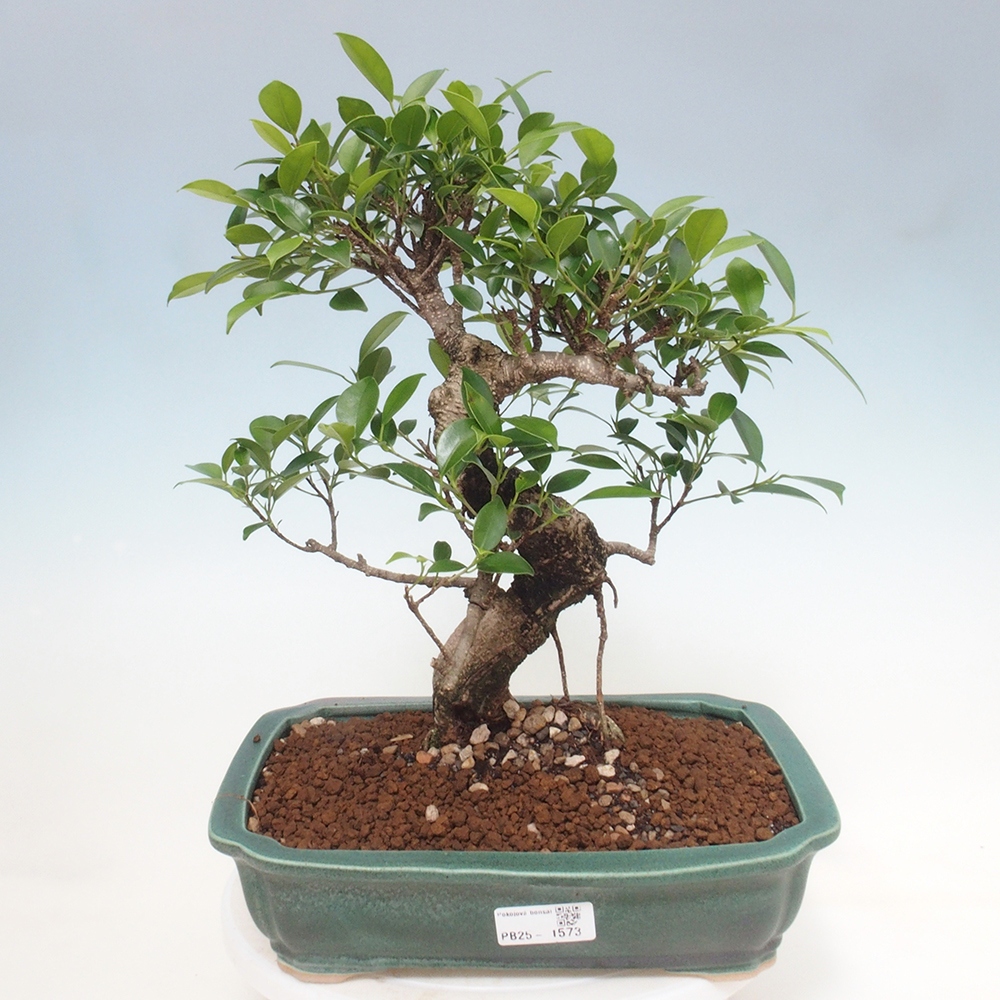 Izbová bonsai - Ficus kimmen - malolistý fikus