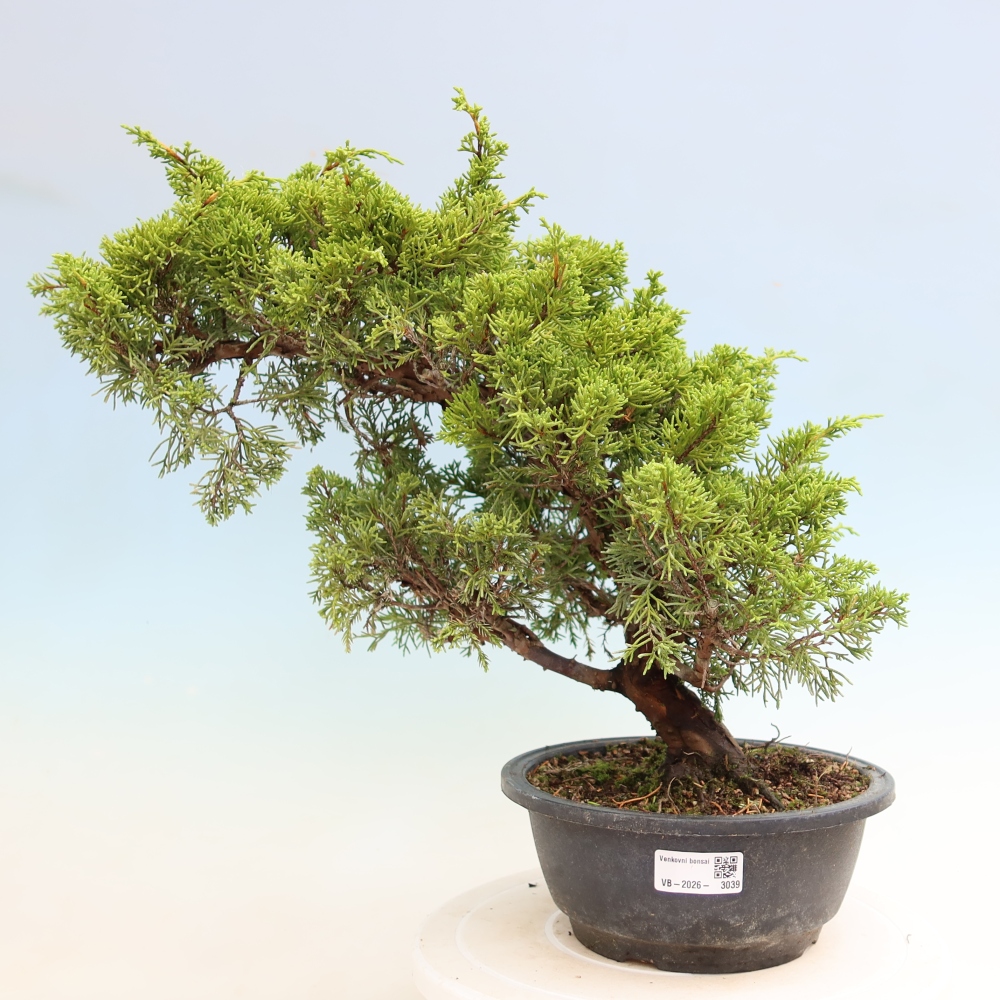 Vonkajší bonsai – Juniperus chinensis Itoigawa – čínsky jalovec