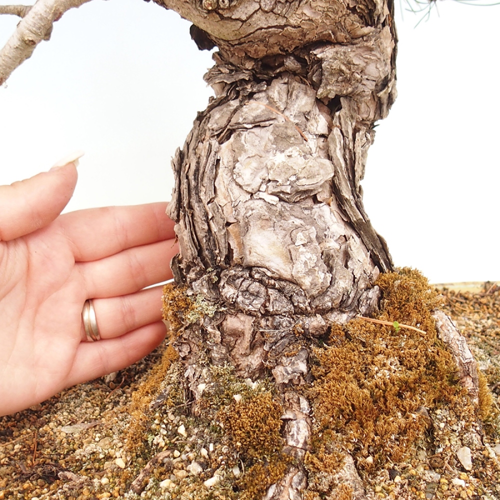 Vonkajšie bonsaje - Pinus parviflora - Pinus parviflora