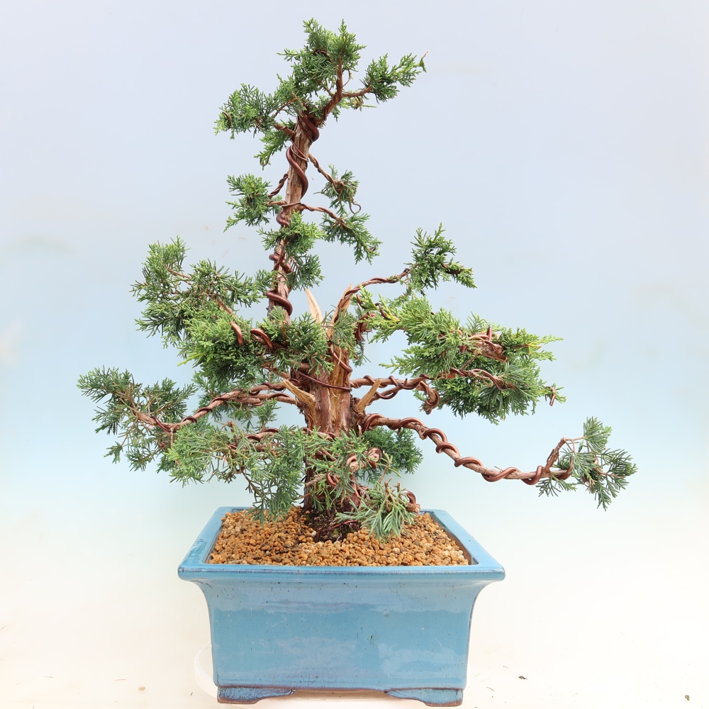 Vonkajší bonsaj - Juniperus chinensis Kishu