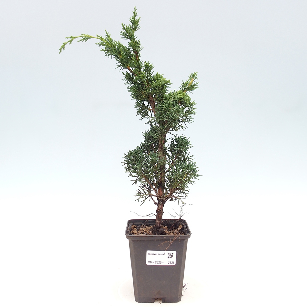 Vonkajšie bonsai - Juniperus chinensis Kishu -Jalovec čínsky