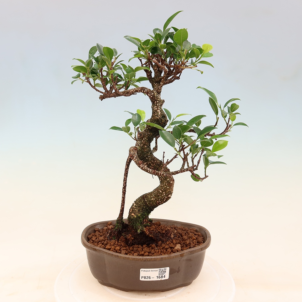 Izbový bonsaj - Ficus retusa - drobnolistý fikus
