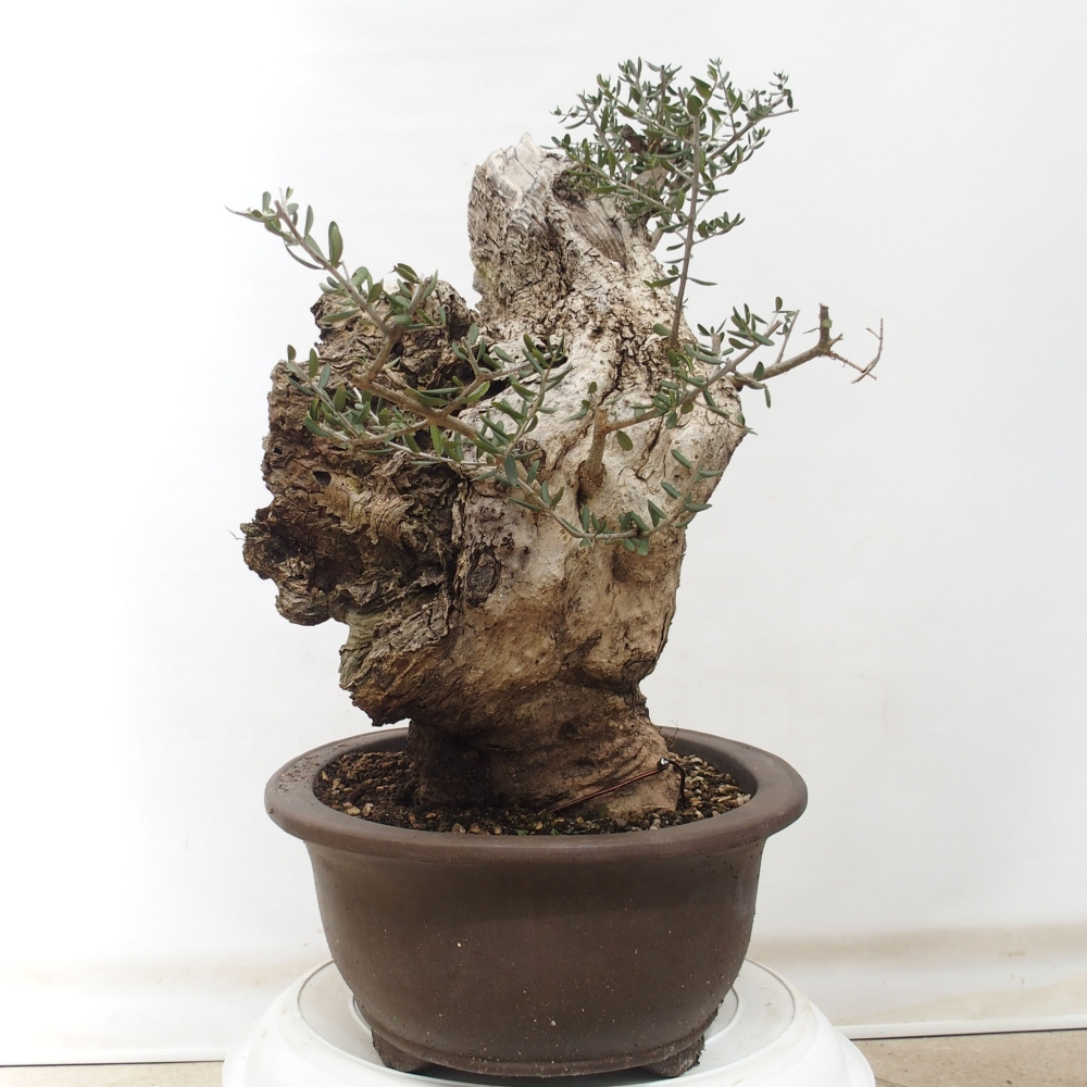Izbová bonsai - Olea europaea sylvestris -Oliva evropská drobnolistá
