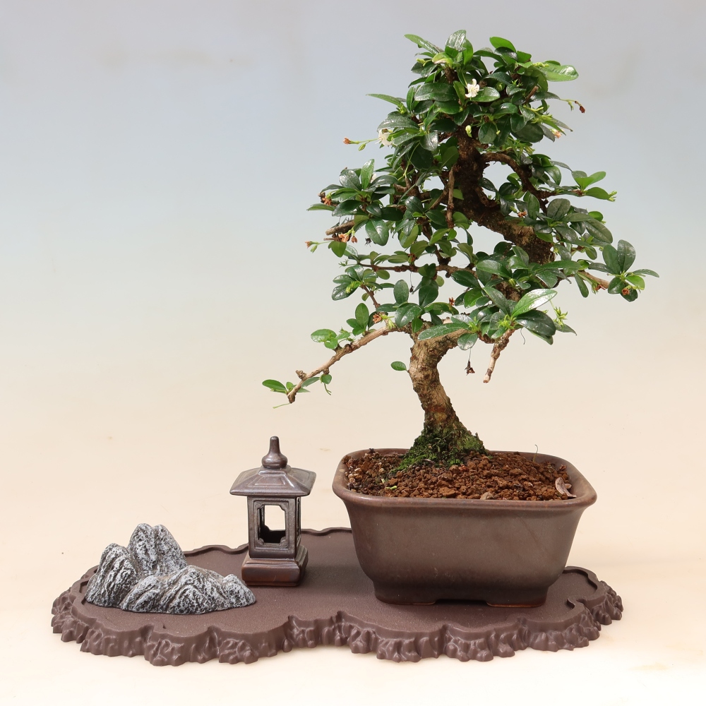 Plastový podstavec pod bonsai 33 x 19 x 1,5 cm, farba hnedá
