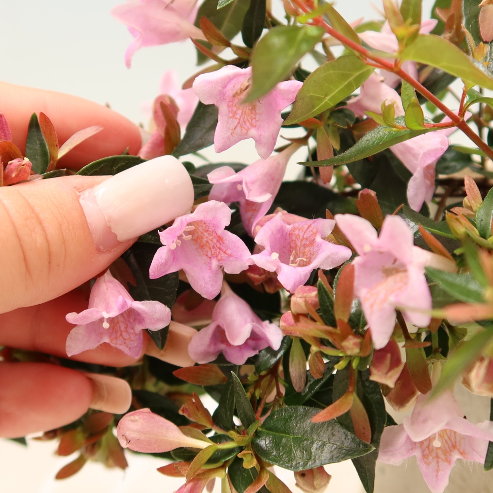 Vonkajší bonsai – Abelia Edward Goucher – Abelia veľkokvetá