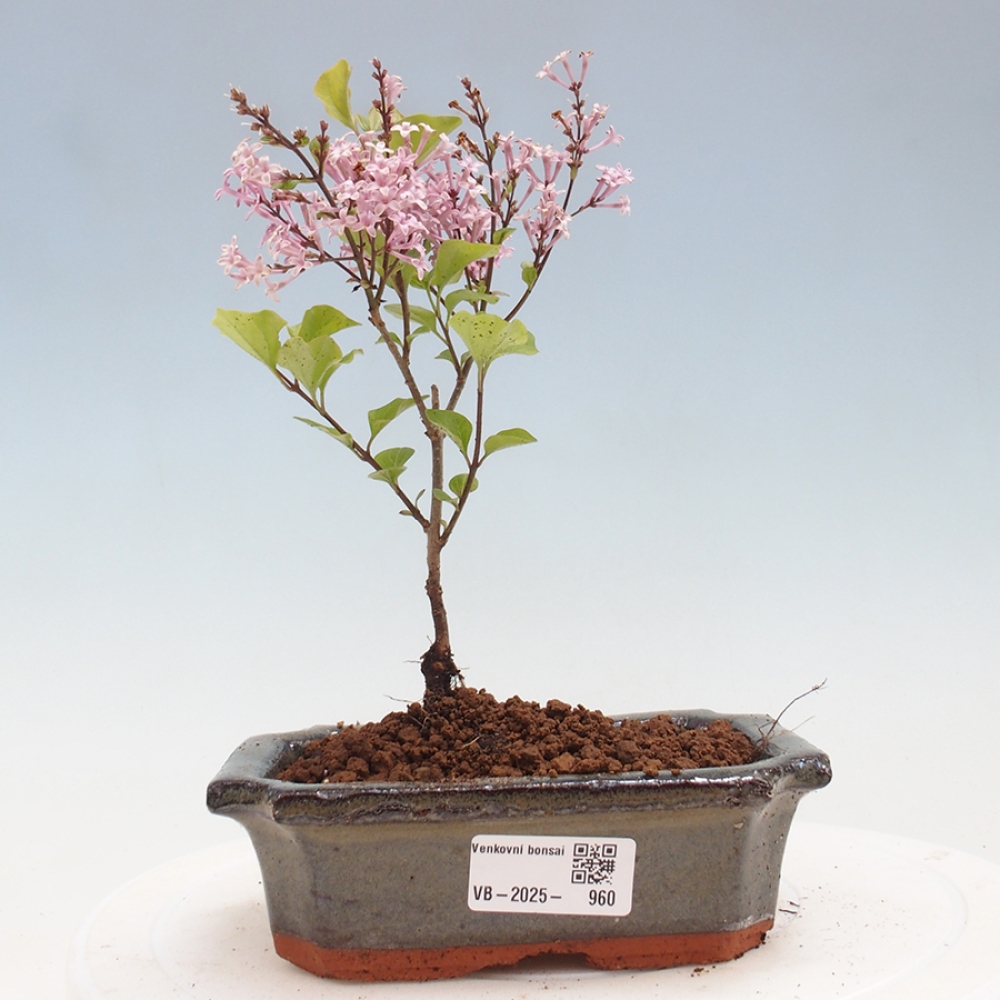 Vonkajší bonsai - Syringa Meyeri Palibin - Orgován Meyerov