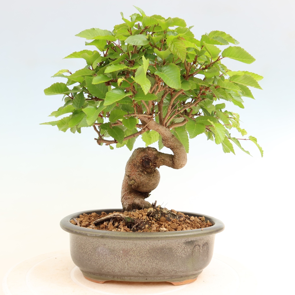 Vonkajší bonsaj -Carpinus coreana - Hrab kórejský