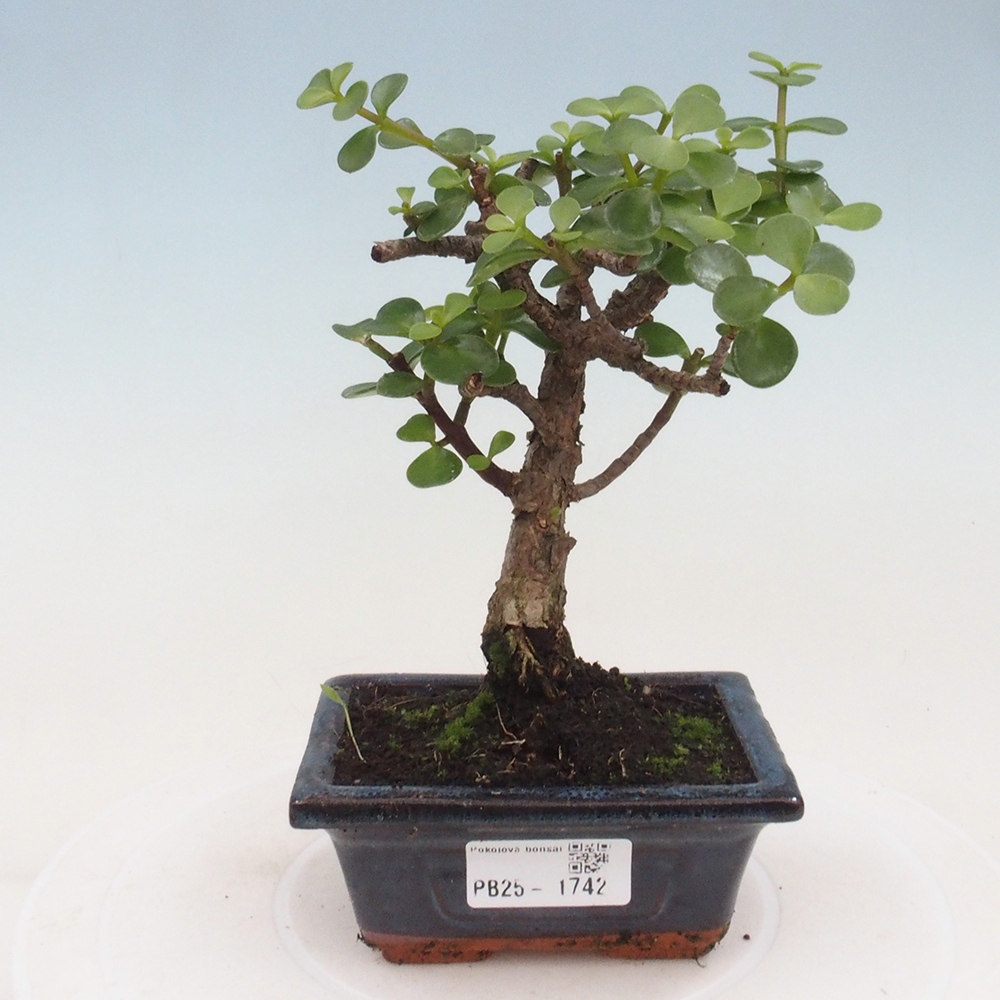 Izbová bonsai - Portulakaria Afra - Tlustice