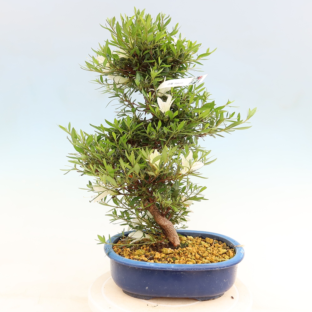 Vonkajšie bonsaje - Japonské azalky - Azalea Hakurin