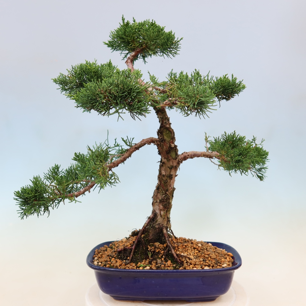 Vonkajší bonsaj - Juniperus chinensis Kishu