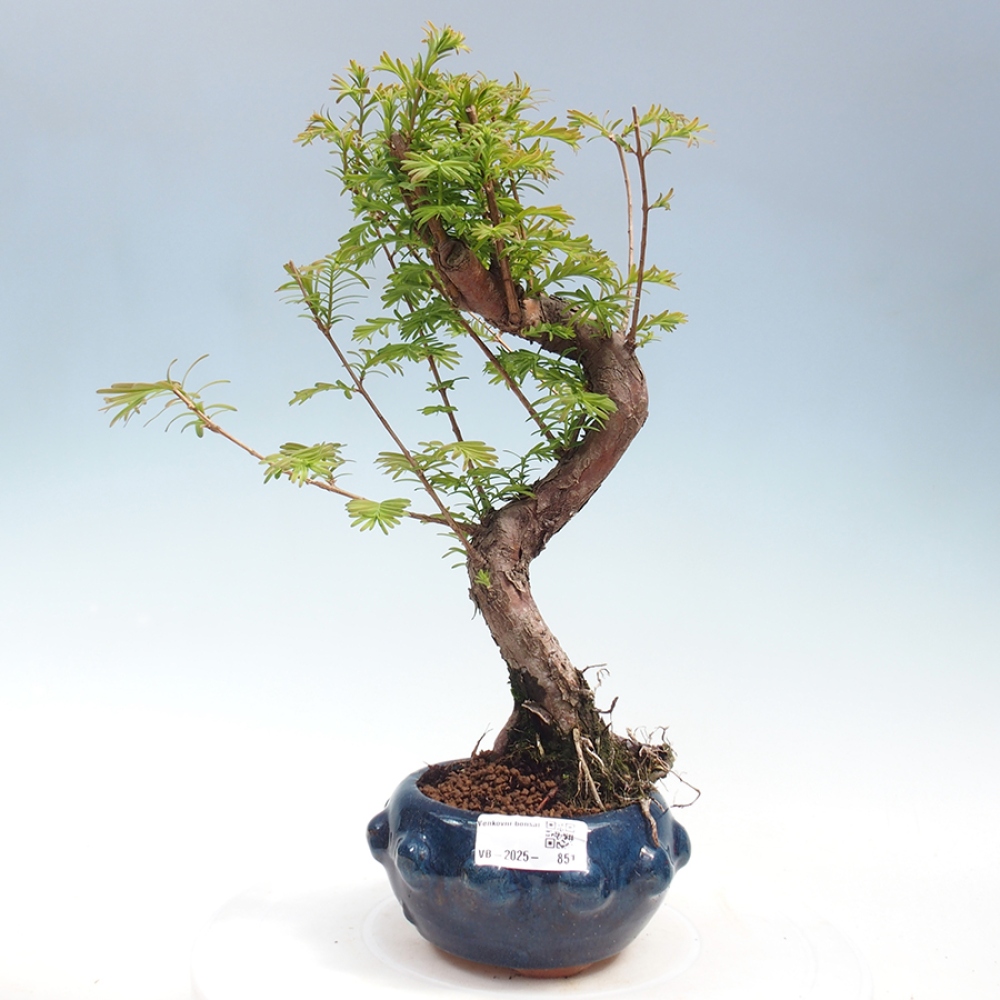 Vonkajšie bonsai - Metasequoia glyptostroboides - Metasekvoja Čínska