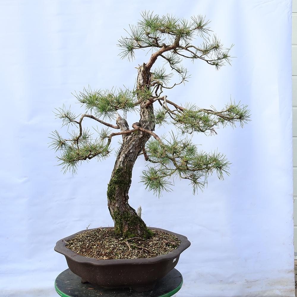 Pinus sylvestris Španielsko – borovica lesná