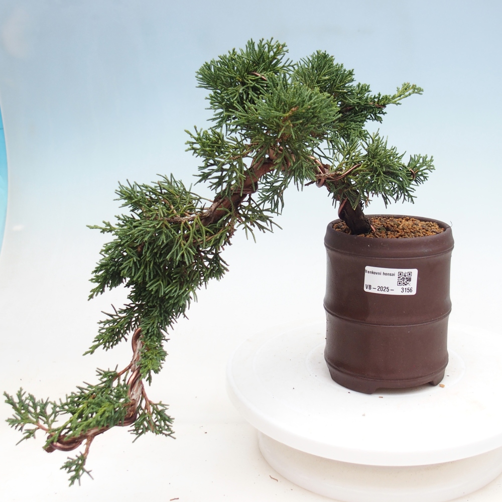 Vonkajší bonsai - Juniperus chinensis Kishu -Jalovec čínsky