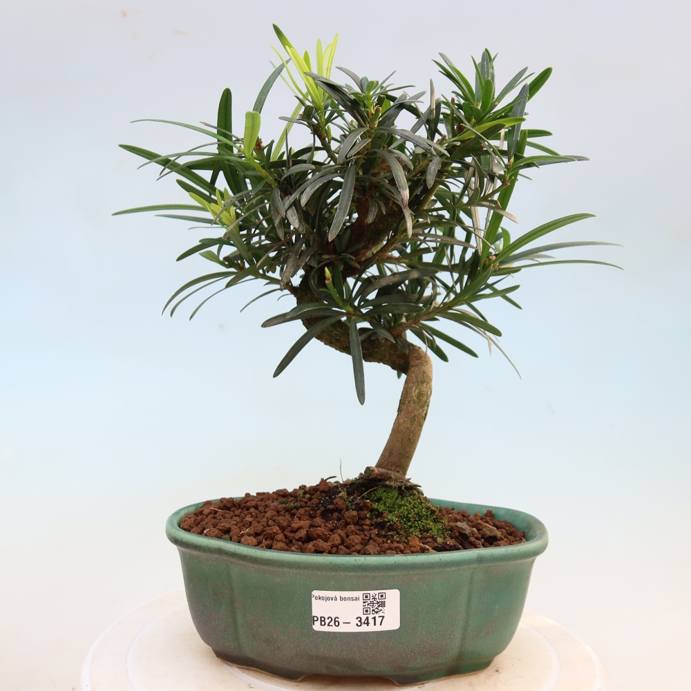 Izbové bonsaje - Podocarpus - Kamenný tis