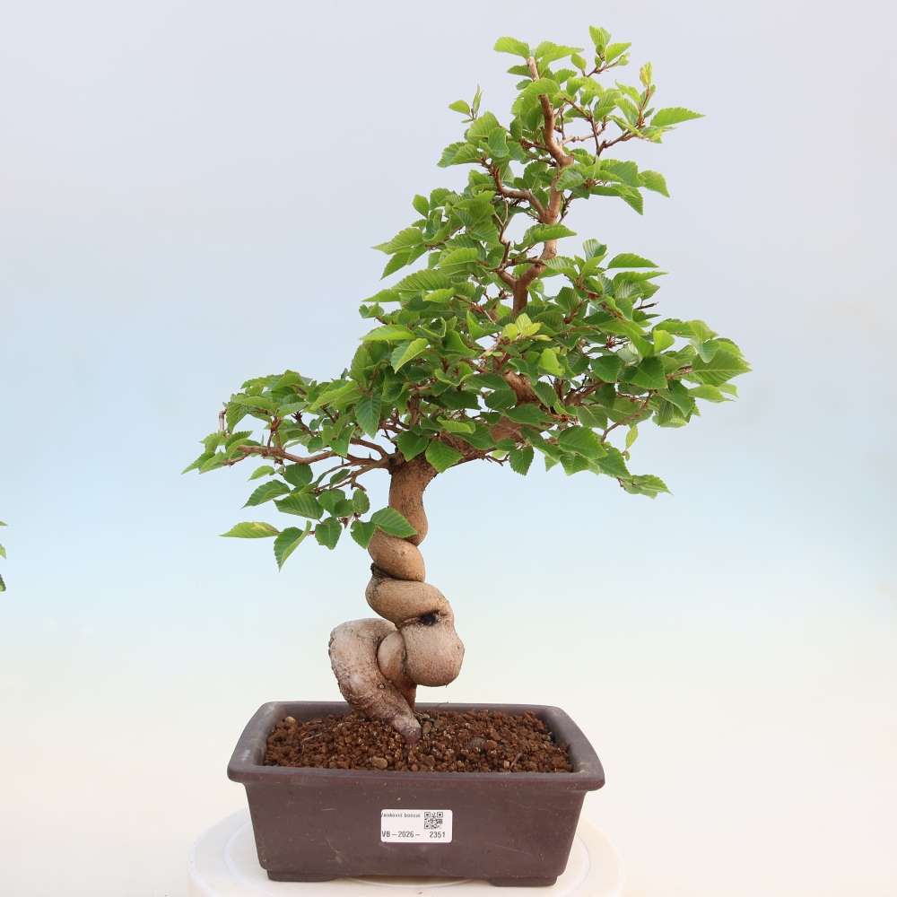 Vonkajší bonsaj -Carpinus coreana - Hrab kórejský