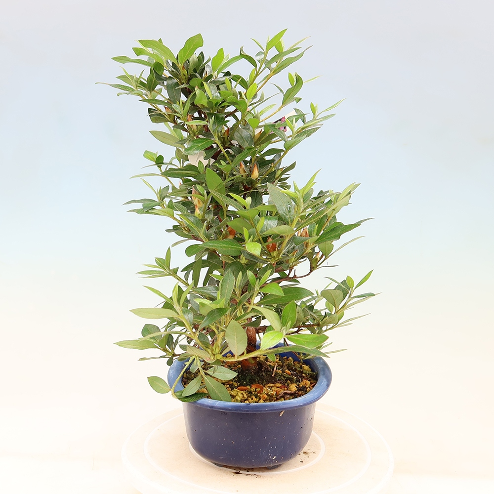 Vonkajšie bonsaje - Japonské azalky - Azalea Shinsei