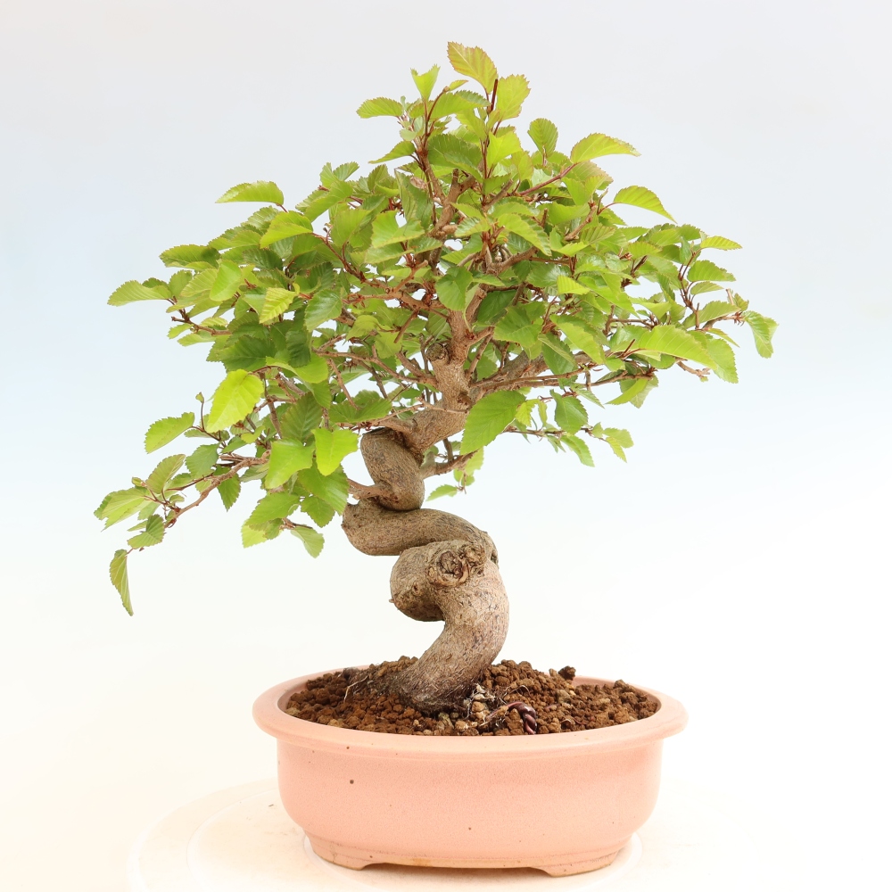 Vonkajší bonsaj -Carpinus coreana - Hrab kórejský