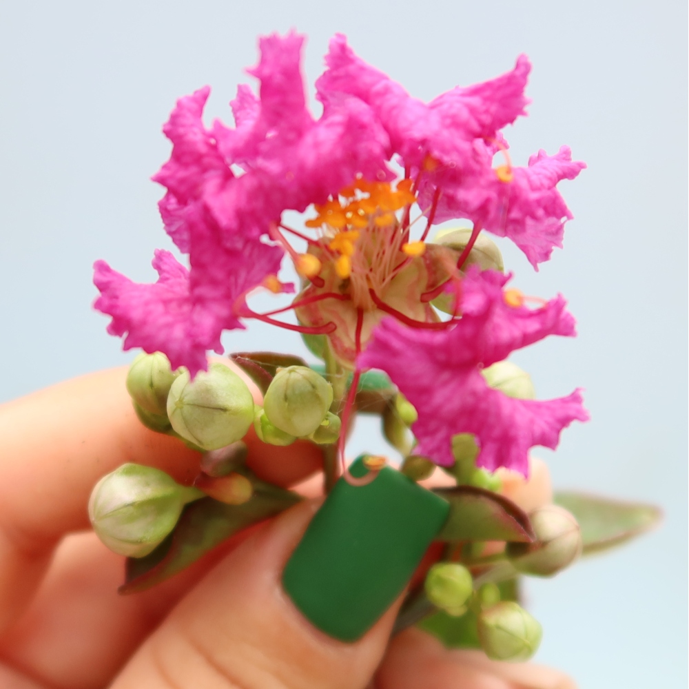 Izba bonsai – Lagerstroemia indica – indický orgován