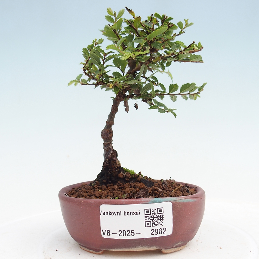 Vonkajší bonsai - Ulmus parvifolia Sagei - Malolistý brest