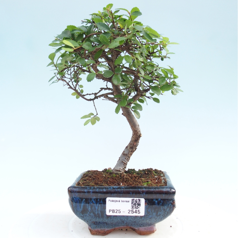 Izbová bonsai - Ulmus parvifolia - Malolistý jilm