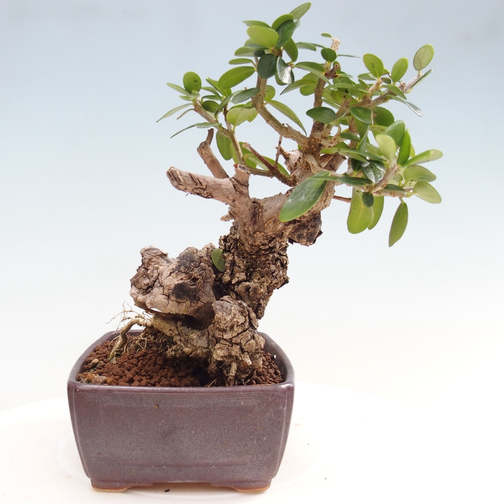 Izbová bonsai - Olea europaea sylvestris -Oliva evropská drobnolistá