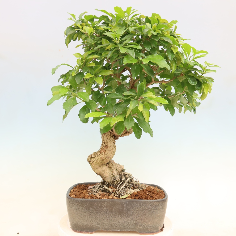 Izbový bonsaj - Duranta erecta Aurea