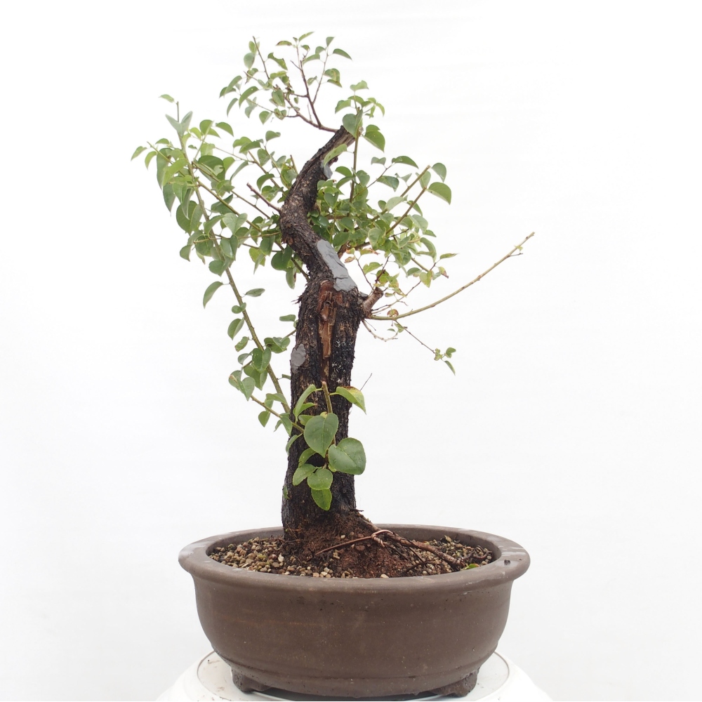 Vonkajšie bonsai - Mahalebka - Prunus mahalieb