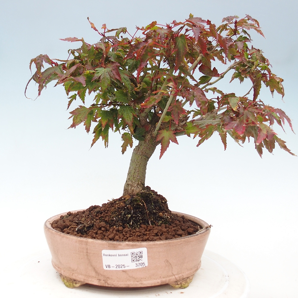 Acer palmatum KIOHIME - Javor palmetový