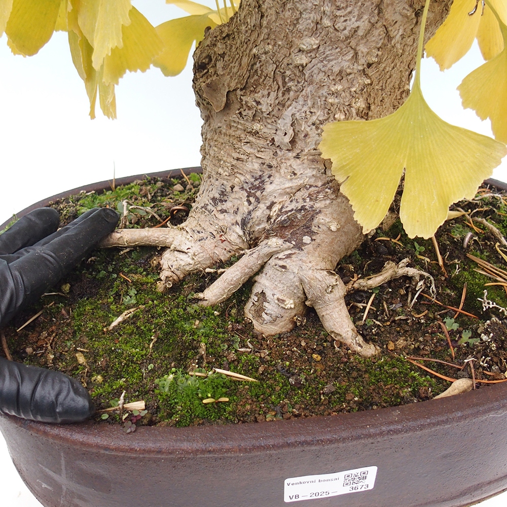 Vonkajší bonsai - Jinan dvojlaločný - Ginkgo biloba