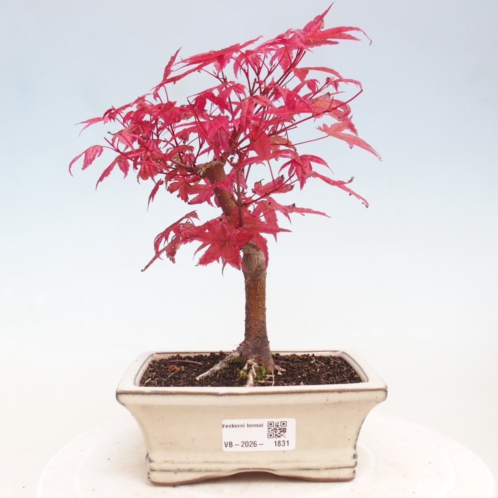Vonkajší bonsaj - Acer palmatum DESHOJO