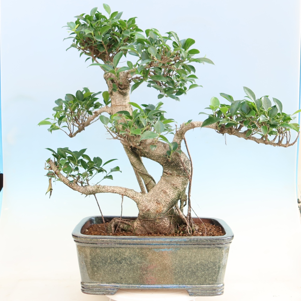 Izbové bonsaje - Ficus kimmen - drobnolistý fikus