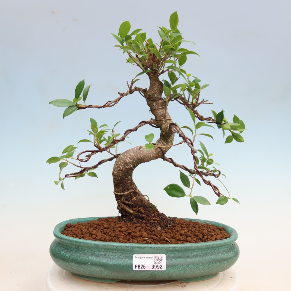 Izbové bonsaje - Ficus kimmen - drobnolistý fikus