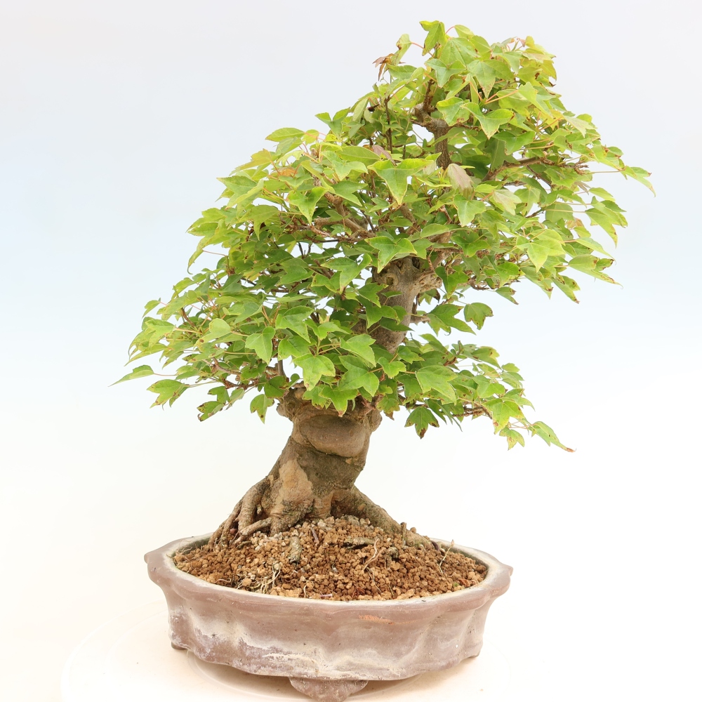 Vonkajšie bonsaje - Javor Burger - Acer Burgerianum