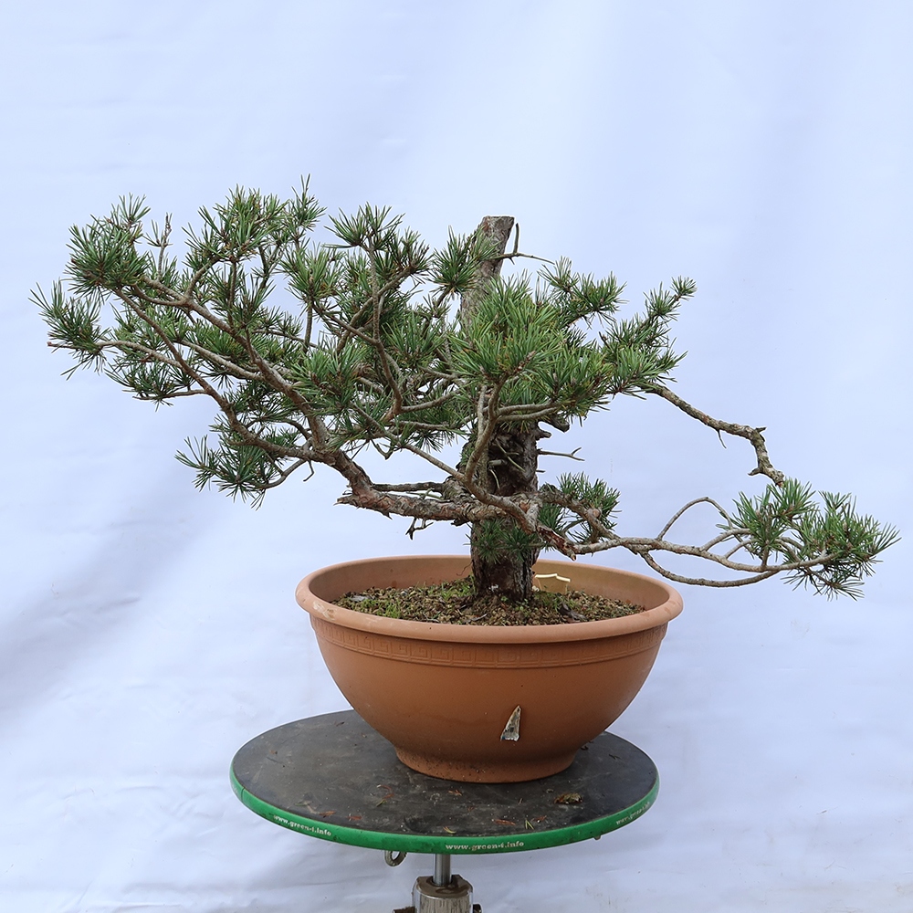 Pinus sylvestris Španielsko – borovica lesná