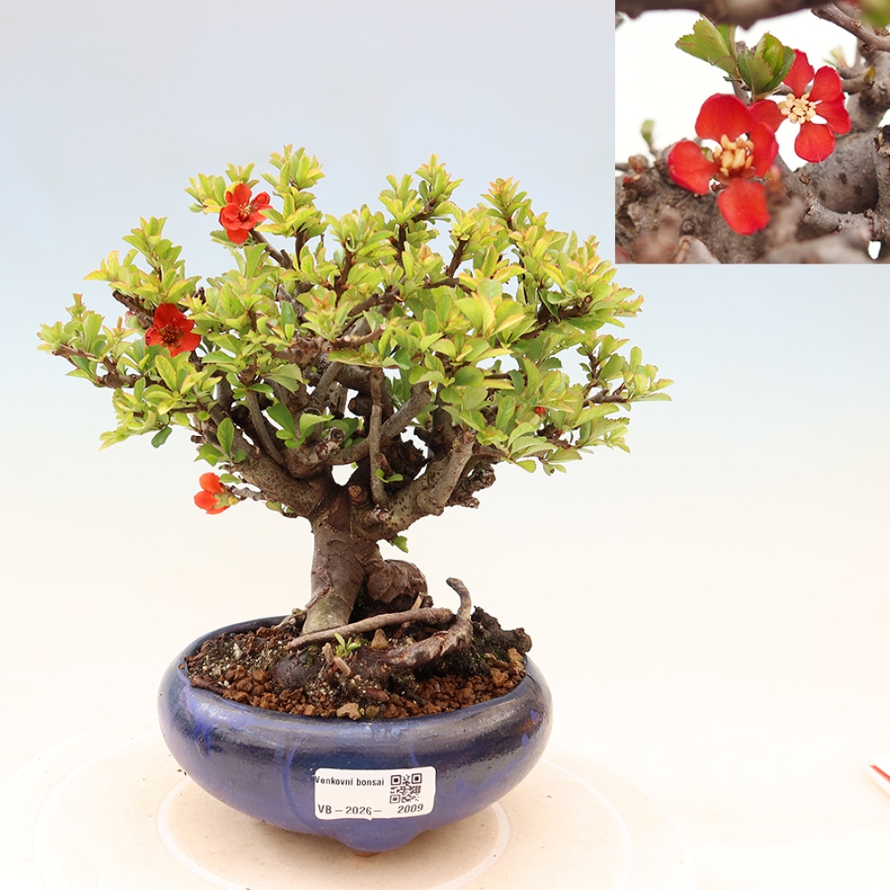 Vonkajší bonsaj - Chaneomeles speciosa Chojubai