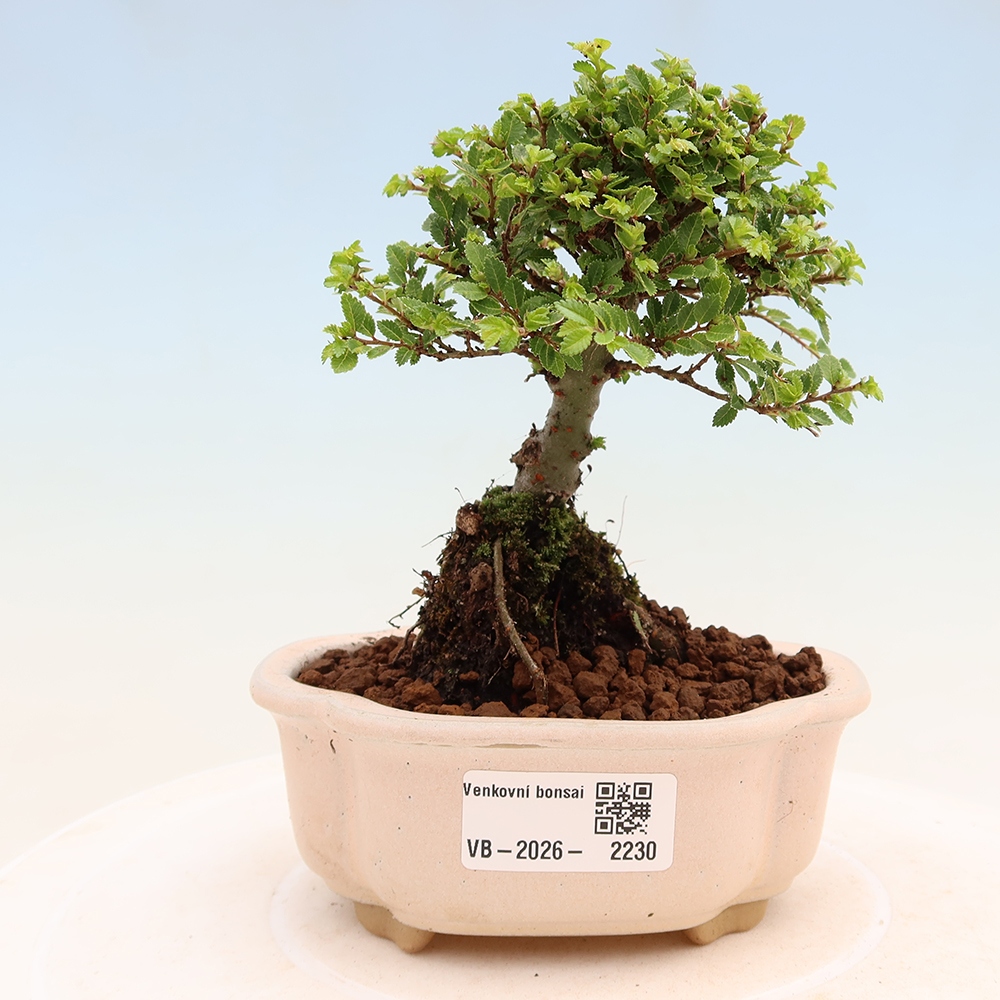 Vonkajší bonsai – Ulmus parvifolia Sagei – javor malolistý