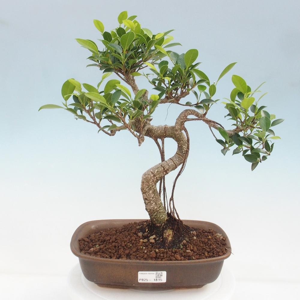 Izbová bonsai - Ficus kimmen - malolistá fikus
