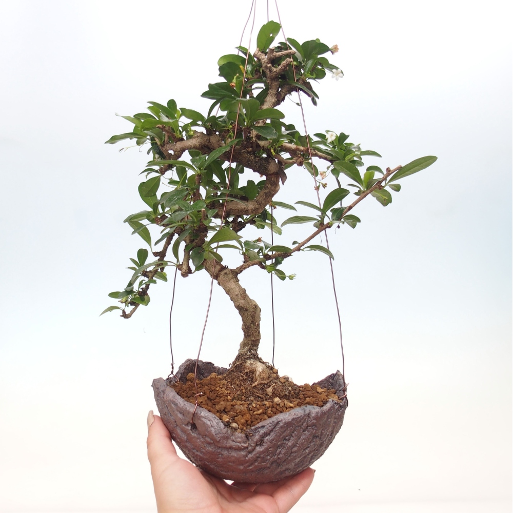 Kokedama v keramike - Čaj-fuki - Carmona macrophylla