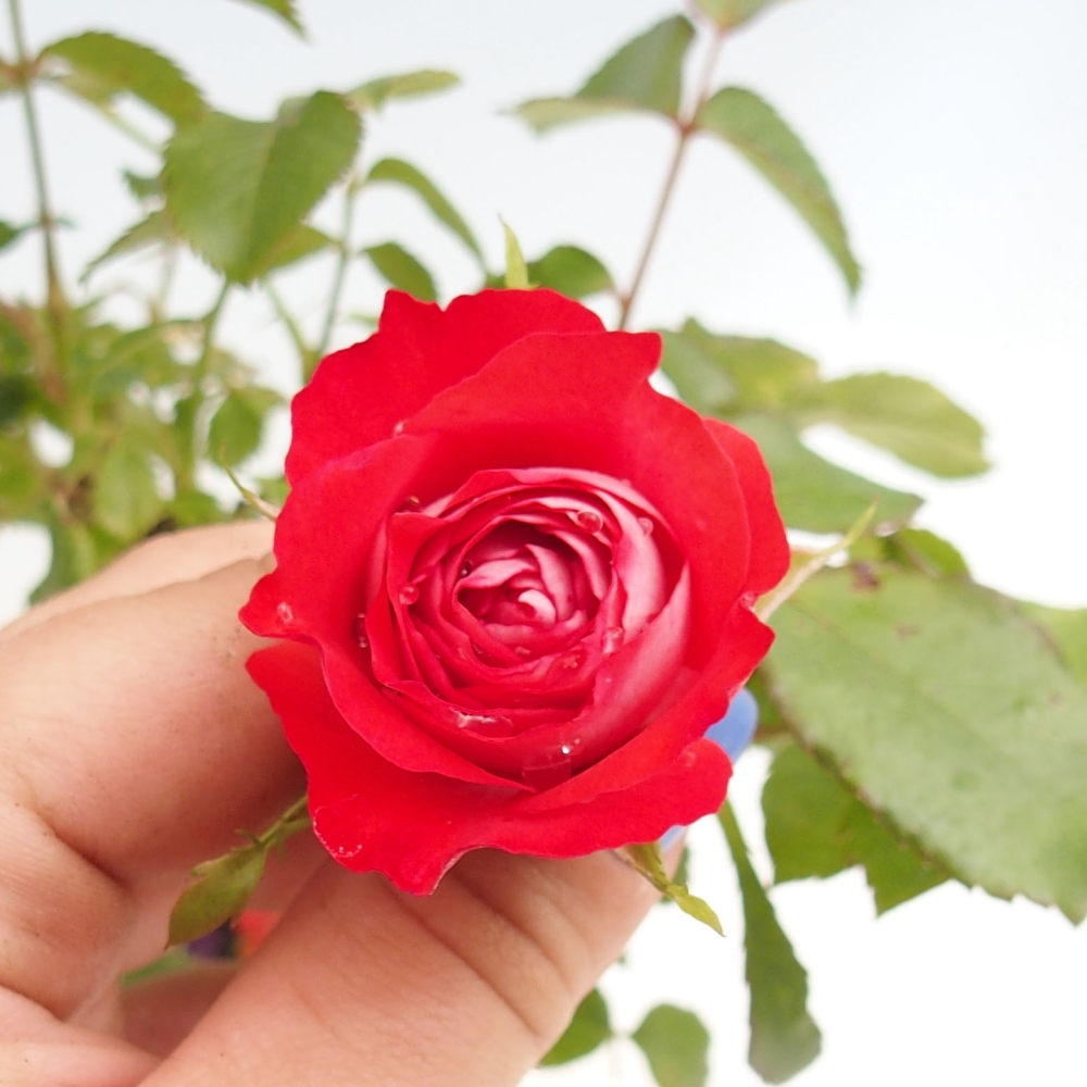 Vonkajší bonsai - Rosa Kordes - ruža