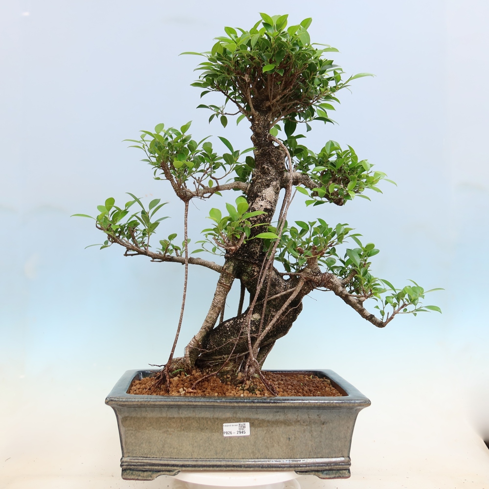 Izbové bonsaje - Ficus kimmen - drobnolistý fikus