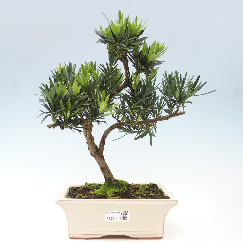 Izbové bonsaje - Podocarpus - Kamenný tis