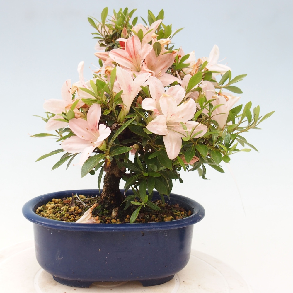 Vonkajší bonsai - Japonská azalka -  Azalea Nikko