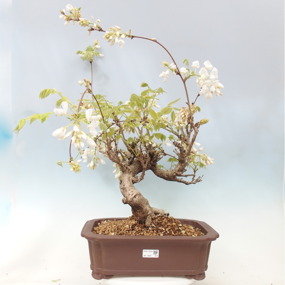 Vonkajšie bonsaje - Vistárie - Wisteria