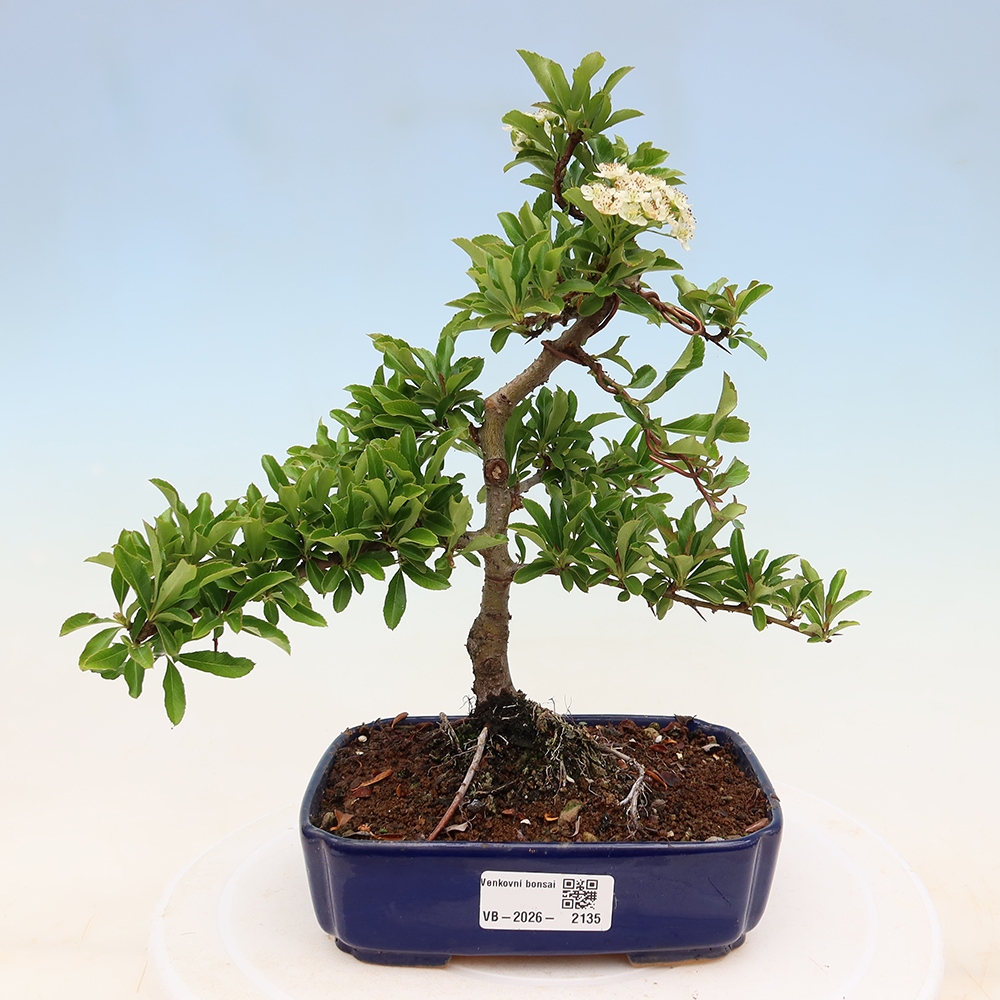Vonkajší bonsai – Pyracantha teton – hlohovec šarlátový
